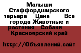 Малыши Стаффордширского терьера  › Цена ­ 1 - Все города Животные и растения » Собаки   . Красноярский край